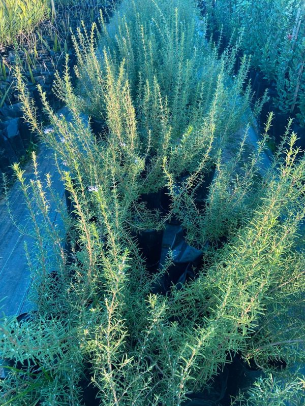 Romero (Salvia rosmarinus)