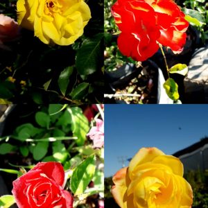 Rosas Variedades