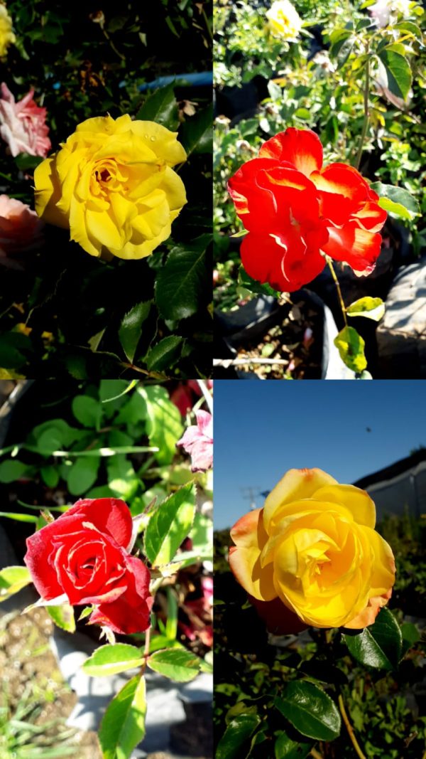 Rosas Variedades