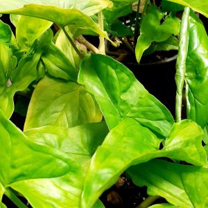 Singonio (Syngonium podophyllum)