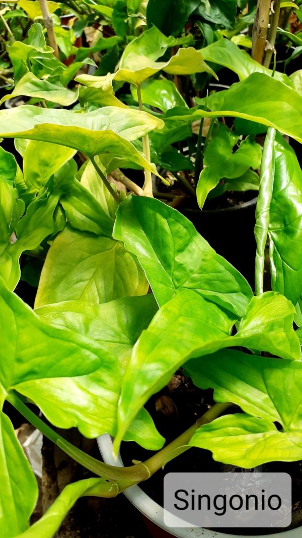 Singonio (Syngonium podophyllum)