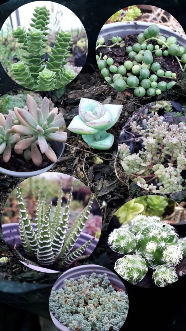 Suculentas