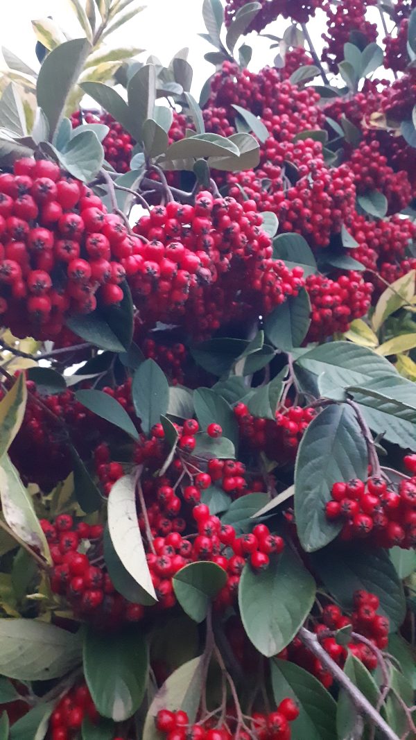 Cotoneaster