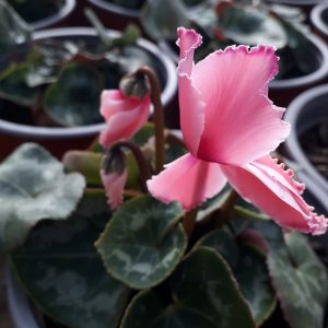 Cyclamen