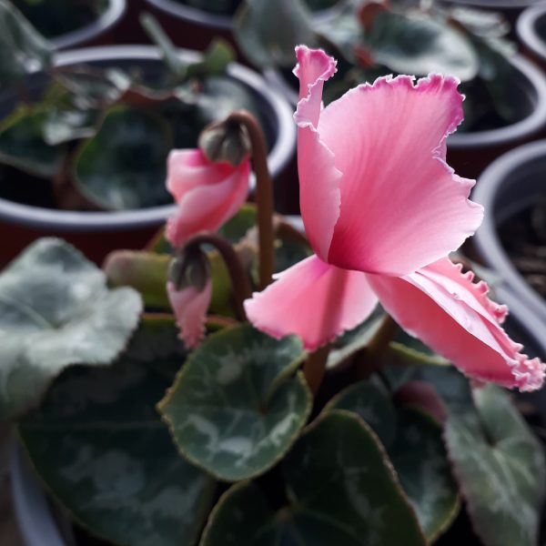 Cyclamen