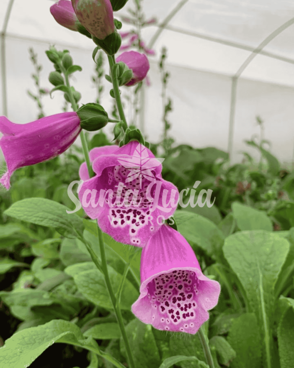 Digitalis (Dedalera)