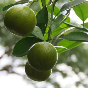 lemons, lemon tree, citrus, fruit, lime, green lemon, lemons, lemons, lemon tree, lemon tree, lemon tree, lemon tree, lemon tree