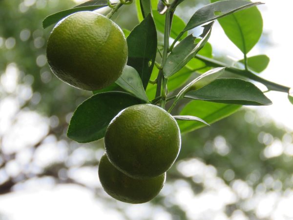 lemons, lemon tree, citrus, fruit, lime, green lemon, lemons, lemons, lemon tree, lemon tree, lemon tree, lemon tree, lemon tree