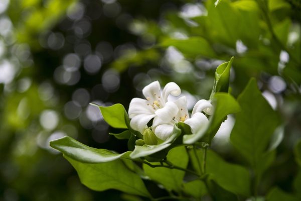 tangerine flower, macro, bokeh, nature, tangerine flower, tangerine flower, tangerine flower, tangerine flower, tangerine flower