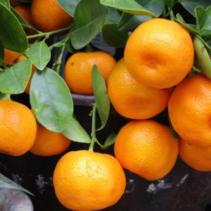 mandarin, fruit, orange, fresh, healthy, food, tangerine, color, tropical, exotic, mandarin, mandarin, mandarin, mandarin, mandarin, tangerine, tangerine, tangerine