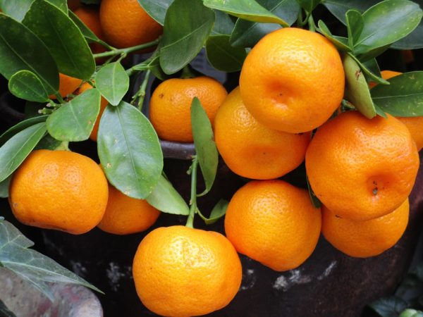 mandarin, fruit, orange, fresh, healthy, food, tangerine, color, tropical, exotic, mandarin, mandarin, mandarin, mandarin, mandarin, tangerine, tangerine, tangerine