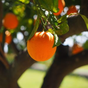 orange, nature, fruit, tree, orange tree, orange fruit, fresh, fresh fruit, harvest, organic, produce, fresh produce, orchard, orange orchard, citrus fruit, citrus, rutaceae, citrus tree, vitamin c, fresh orange, orange grove, ripe, ripe orange, fruit tree