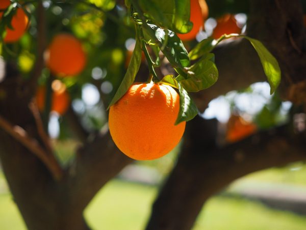 orange, nature, fruit, tree, orange tree, orange fruit, fresh, fresh fruit, harvest, organic, produce, fresh produce, orchard, orange orchard, citrus fruit, citrus, rutaceae, citrus tree, vitamin c, fresh orange, orange grove, ripe, ripe orange, fruit tree