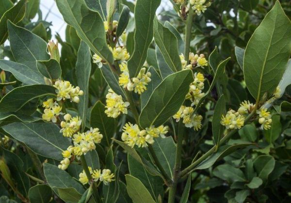 LAUREL DE COCINA (Laurus nobilis) - Imagen 2