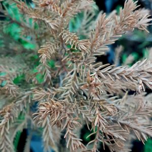 CRYPTOMERIA JAPONICA