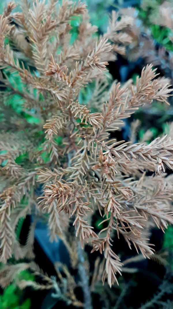 Cryptomeria Japonica