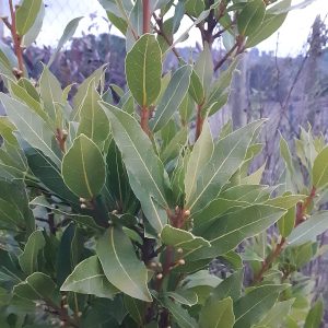 Laurel de cocina (Laurus nobilis)