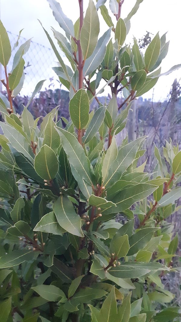 Laurel de cocina (Laurus nobilis)