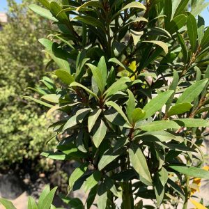LAUREL DE COCINA (Laurus nobilis)