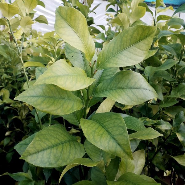 Limón Eureka