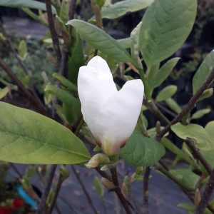 Magnolios