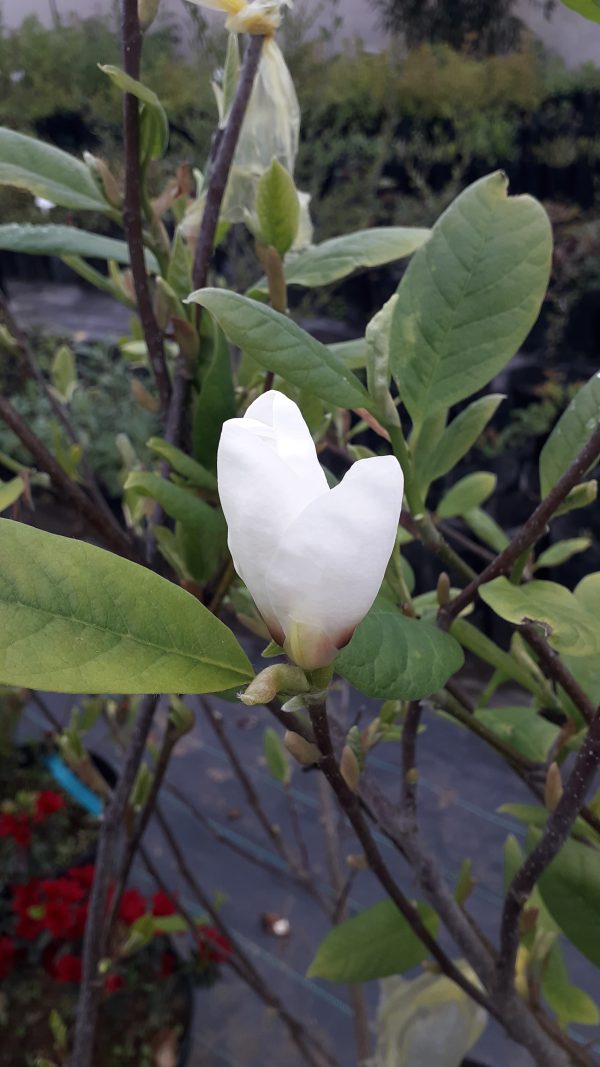 Magnolios