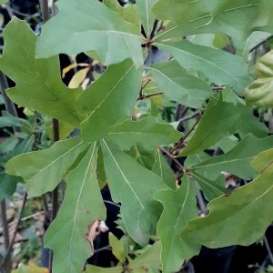 Roble Americano (Quercus rubra)