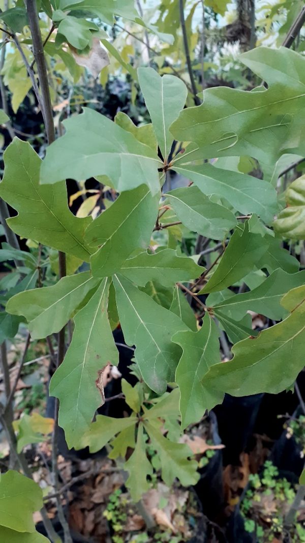 Roble Americano (Quercus rubra) - Imagen 2